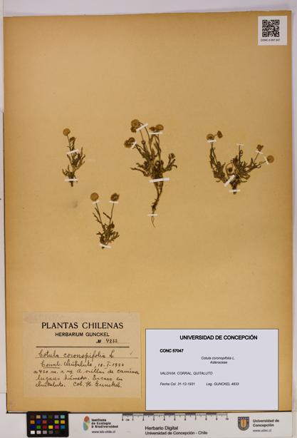Cotula coronopifolia [Espécimen: UDEC:CONC:0057047]