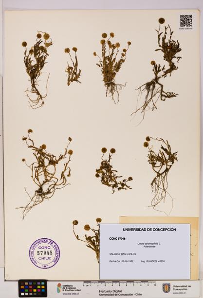 Cotula coronopifolia [Espécimen: UDEC:CONC:0057048]