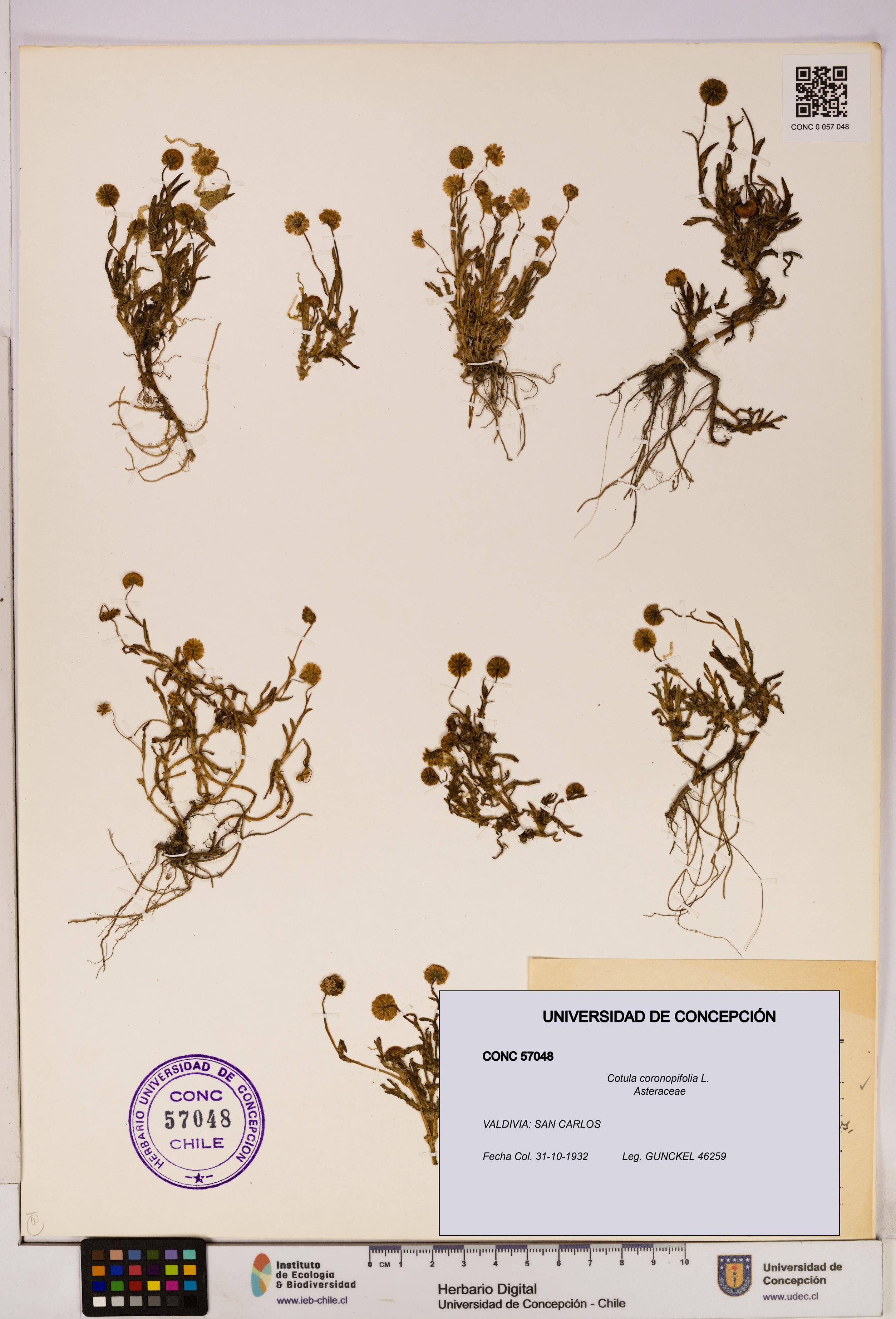 Cotula coronopifolia [Espécimen: UDEC:CONC:0057048]