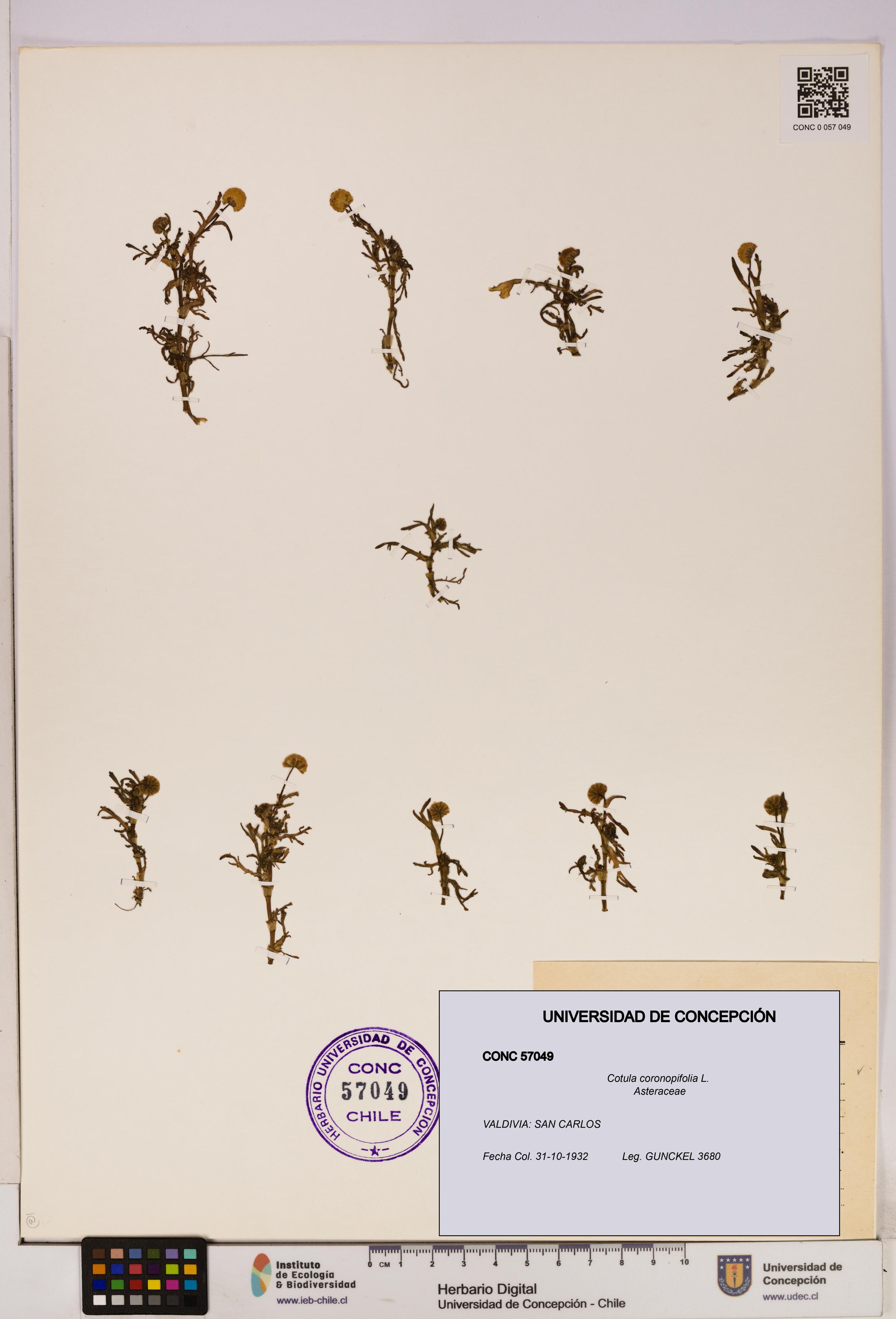 Cotula coronopifolia [Espécimen: UDEC:CONC:0057049]