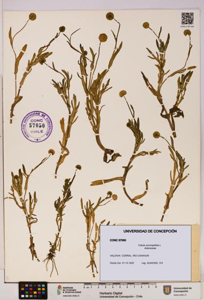 Cotula coronopifolia [Espécimen: UDEC:CONC:0057050]
