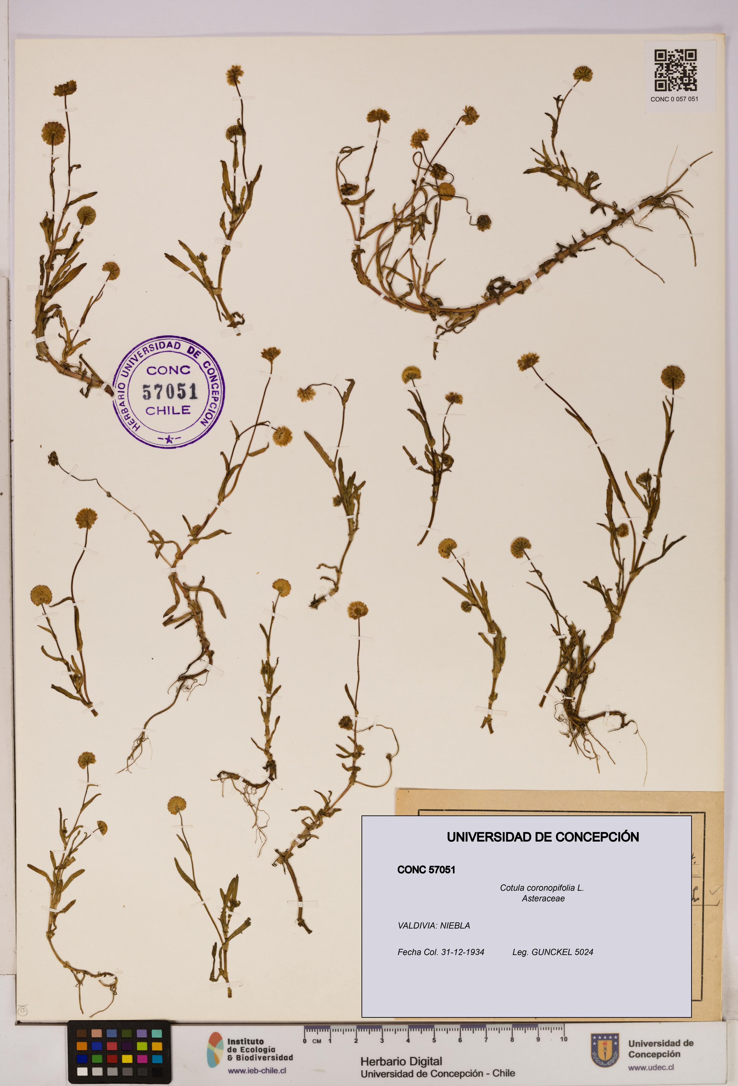 Cotula coronopifolia [Espécimen: UDEC:CONC:0057051]
