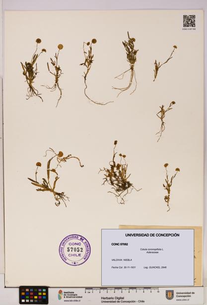 Cotula coronopifolia [Espécimen: UDEC:CONC:0057052]