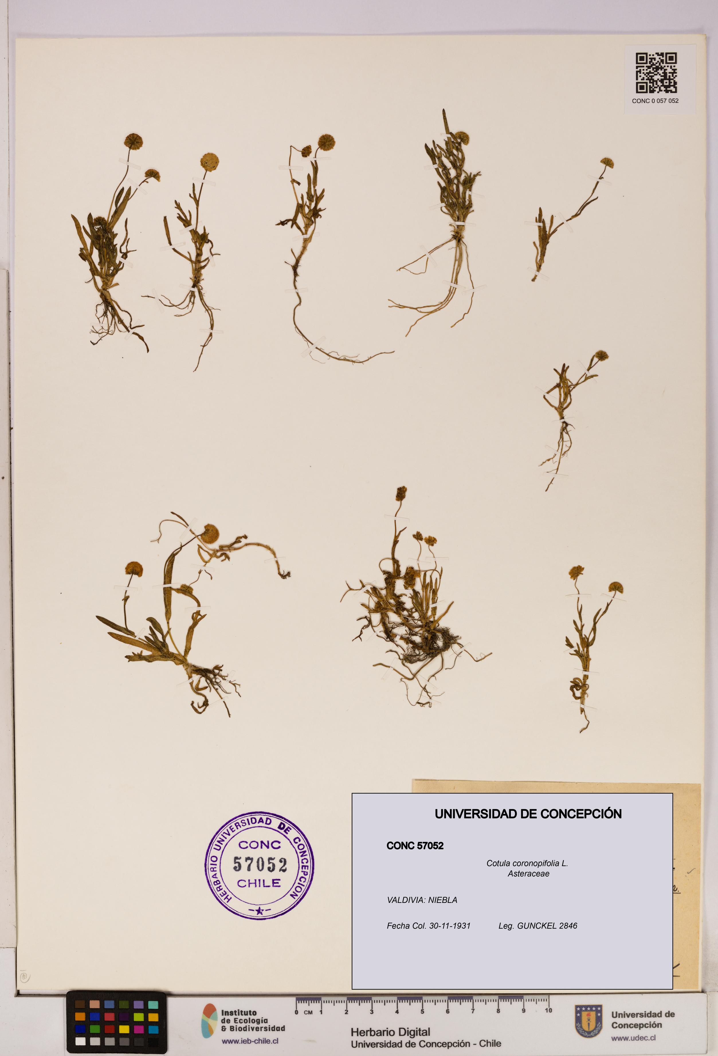 Cotula coronopifolia [Espécimen: UDEC:CONC:0057052]