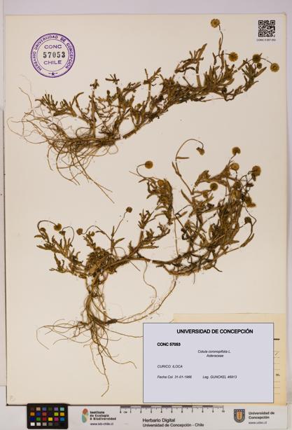 Cotula coronopifolia [Espécimen: UDEC:CONC:0057053]