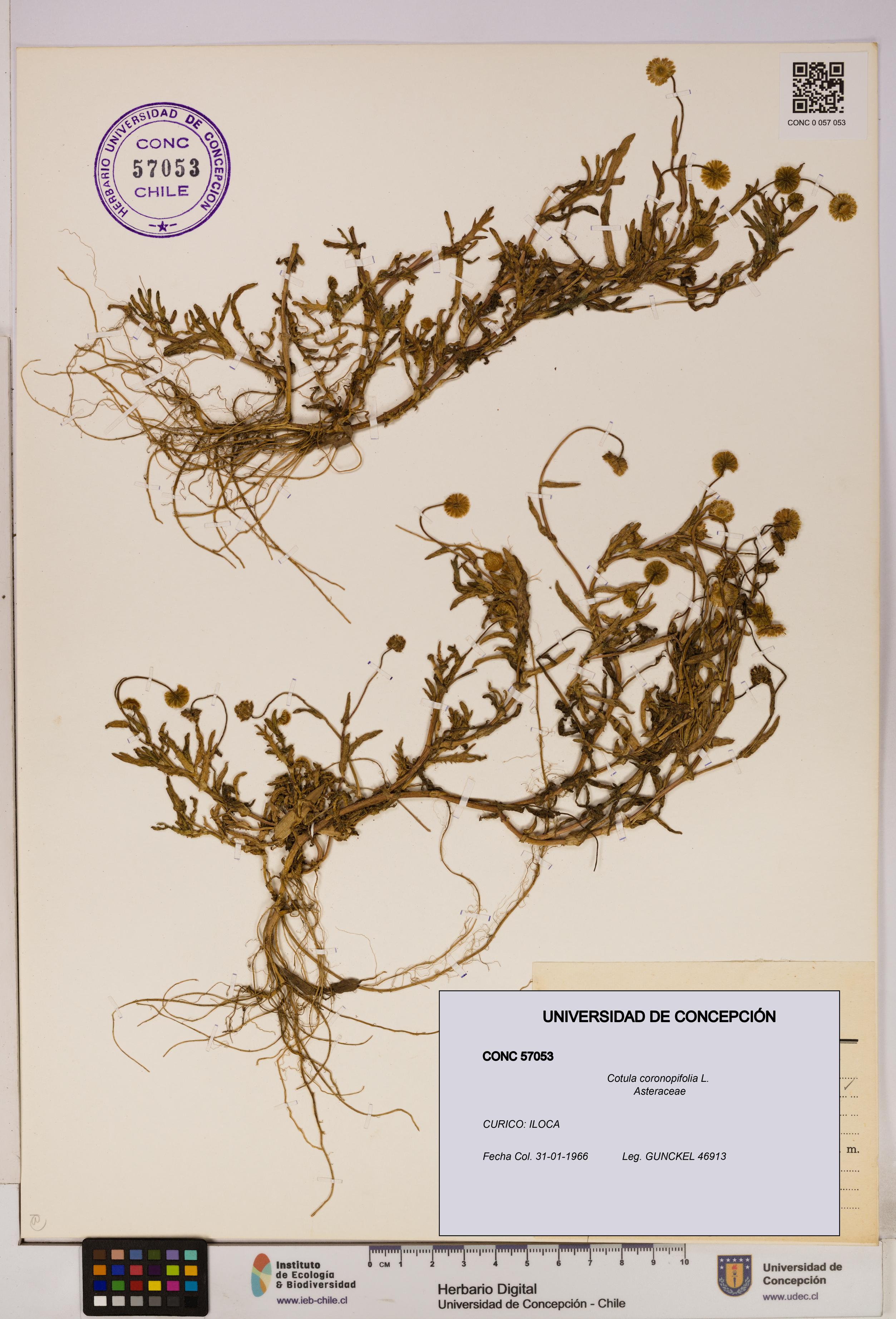 Cotula coronopifolia [Espécimen: UDEC:CONC:0057053]