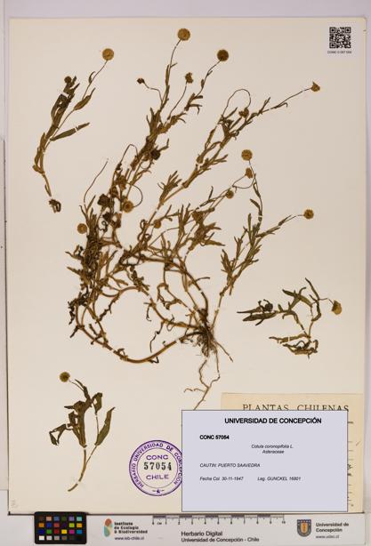 Cotula coronopifolia [Espécimen: UDEC:CONC:0057054]