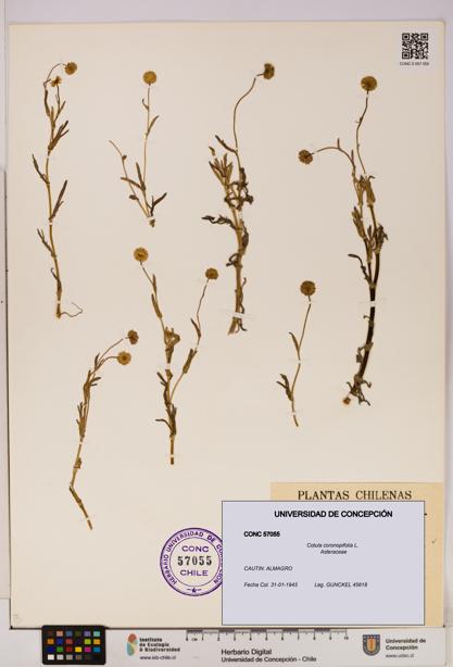 Cotula coronopifolia [Espécimen: UDEC:CONC:0057055]