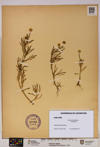 Cotula coronopifolia [Espécimen: UDEC:CONC:0057056]