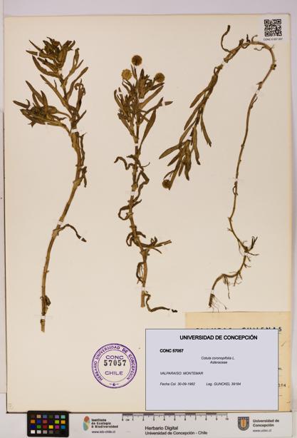 Cotula coronopifolia [Espécimen: UDEC:CONC:0057057]