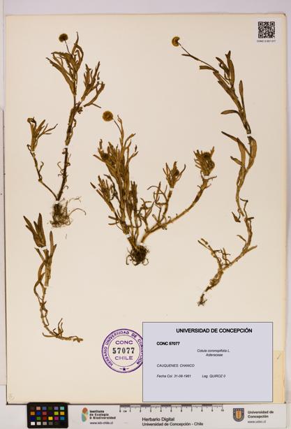 Cotula coronopifolia [Espécimen: UDEC:CONC:0057077]