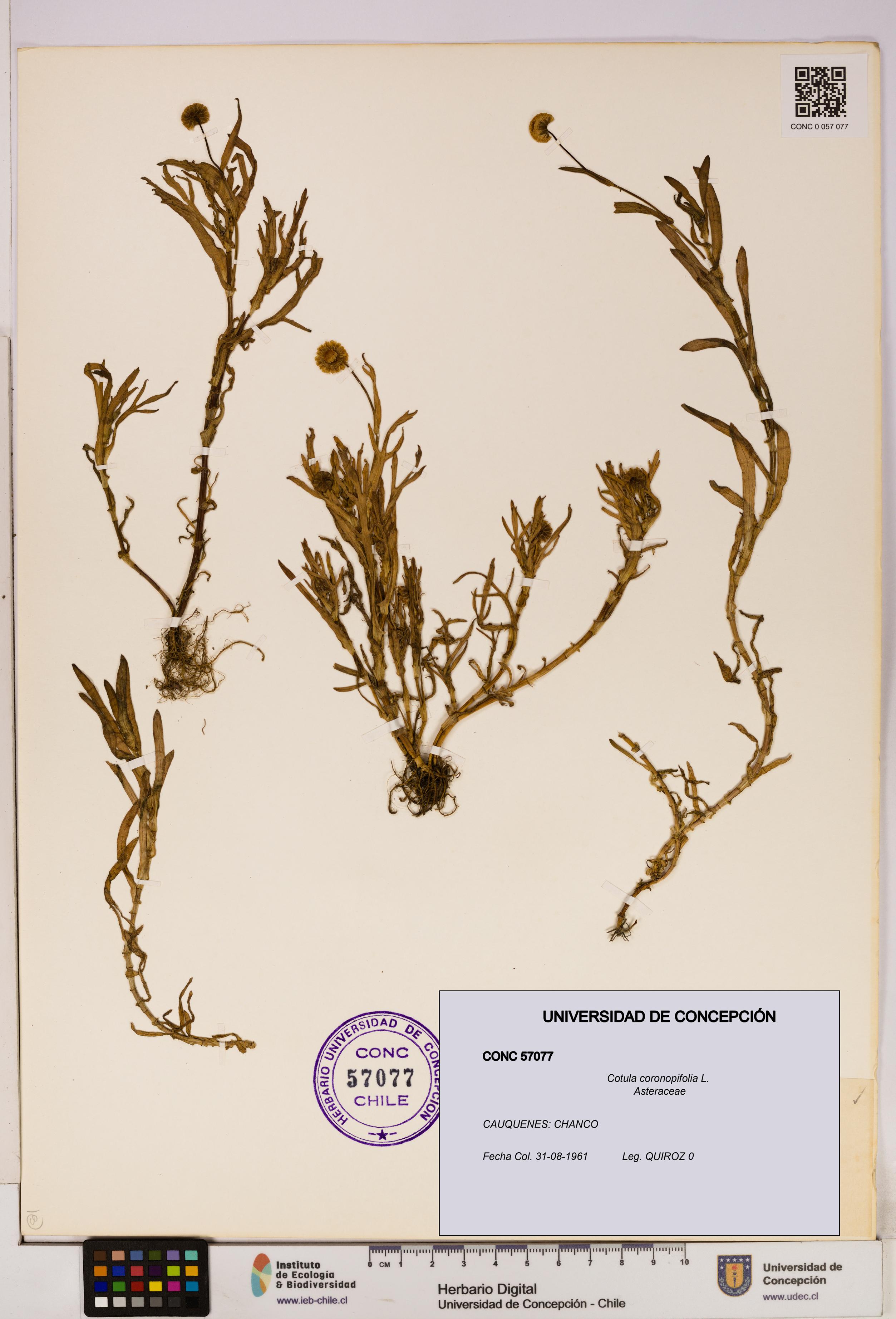 Cotula coronopifolia [Espécimen: UDEC:CONC:0057077]
