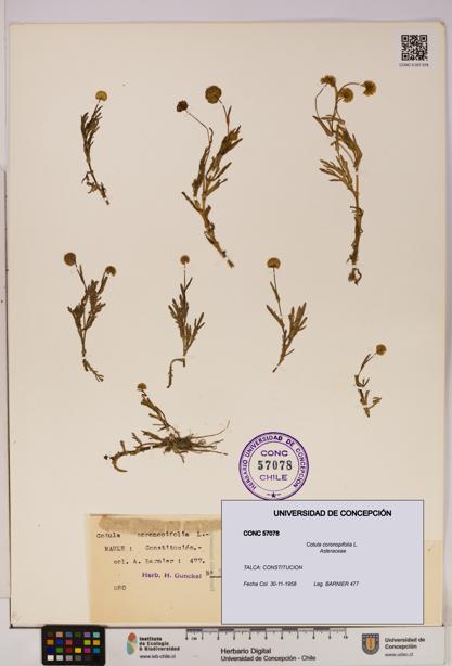 Cotula coronopifolia [Espécimen: UDEC:CONC:0057078]