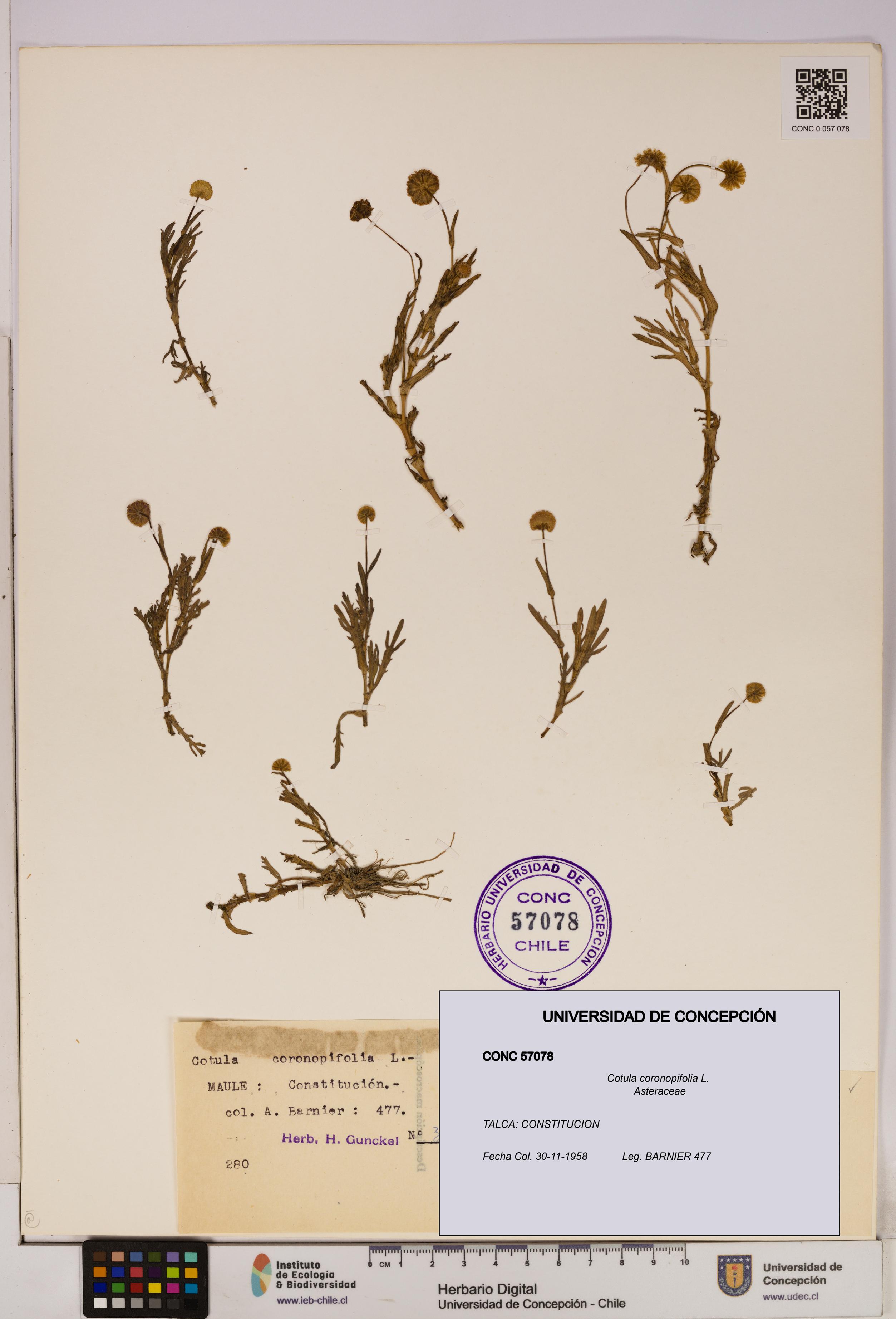 Cotula coronopifolia [Espécimen: UDEC:CONC:0057078]