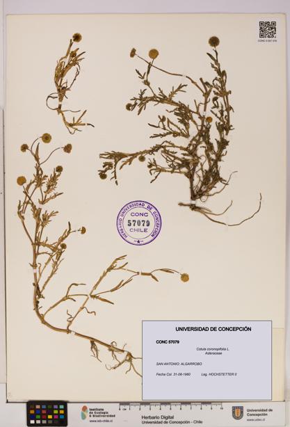 Cotula coronopifolia [Espécimen: UDEC:CONC:0057079]