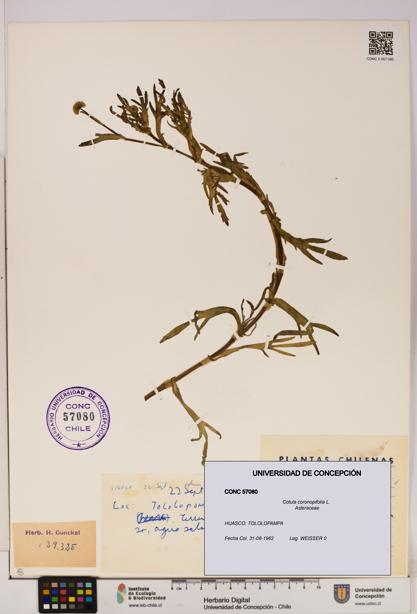 Cotula coronopifolia [Espécimen: UDEC:CONC:0057080]