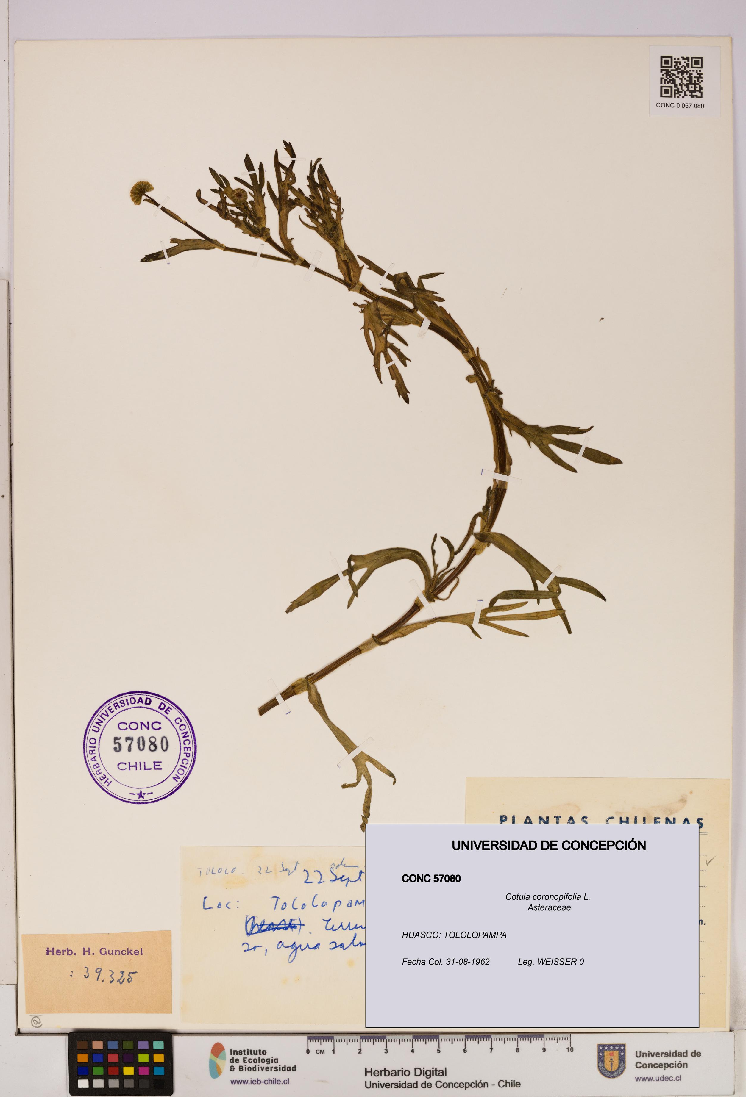Cotula coronopifolia [Espécimen: UDEC:CONC:0057080]