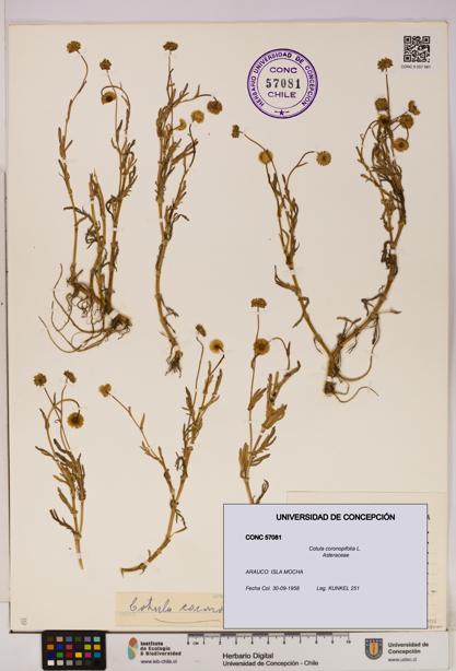 Cotula coronopifolia [Espécimen: UDEC:CONC:0057081]
