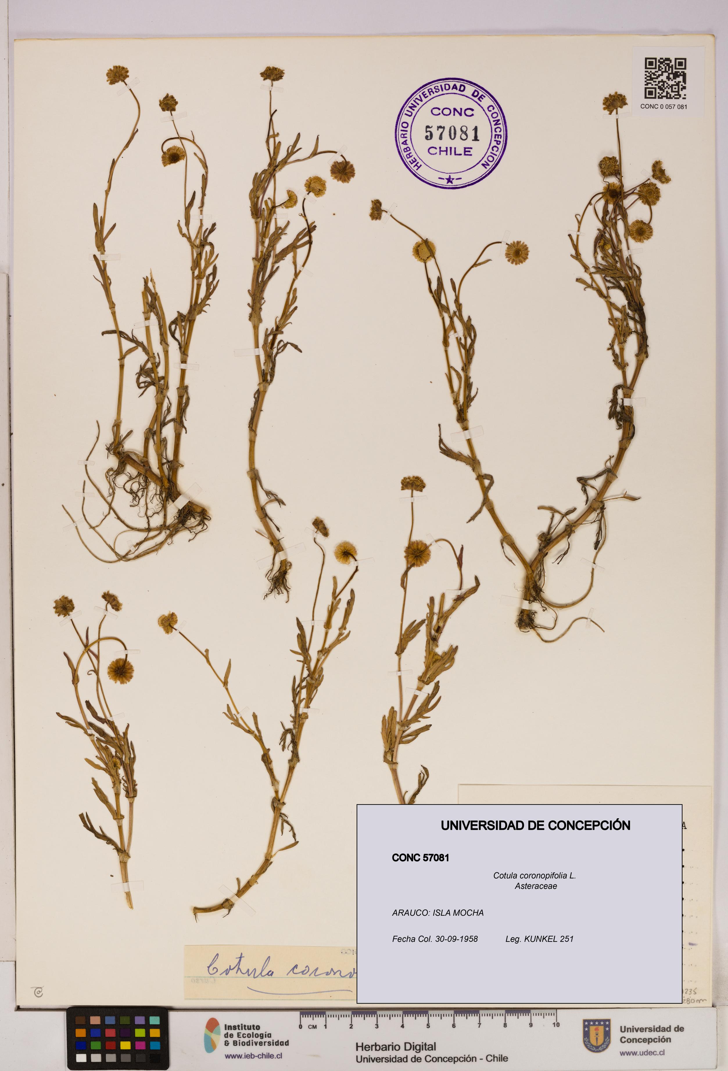 Cotula coronopifolia [Espécimen: UDEC:CONC:0057081]