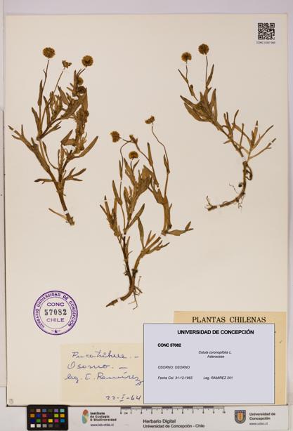 Cotula coronopifolia [Espécimen: UDEC:CONC:0057082]