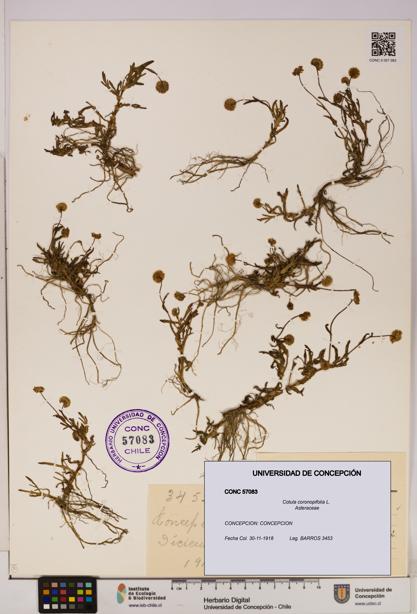 Cotula coronopifolia [Espécimen: UDEC:CONC:0057083]