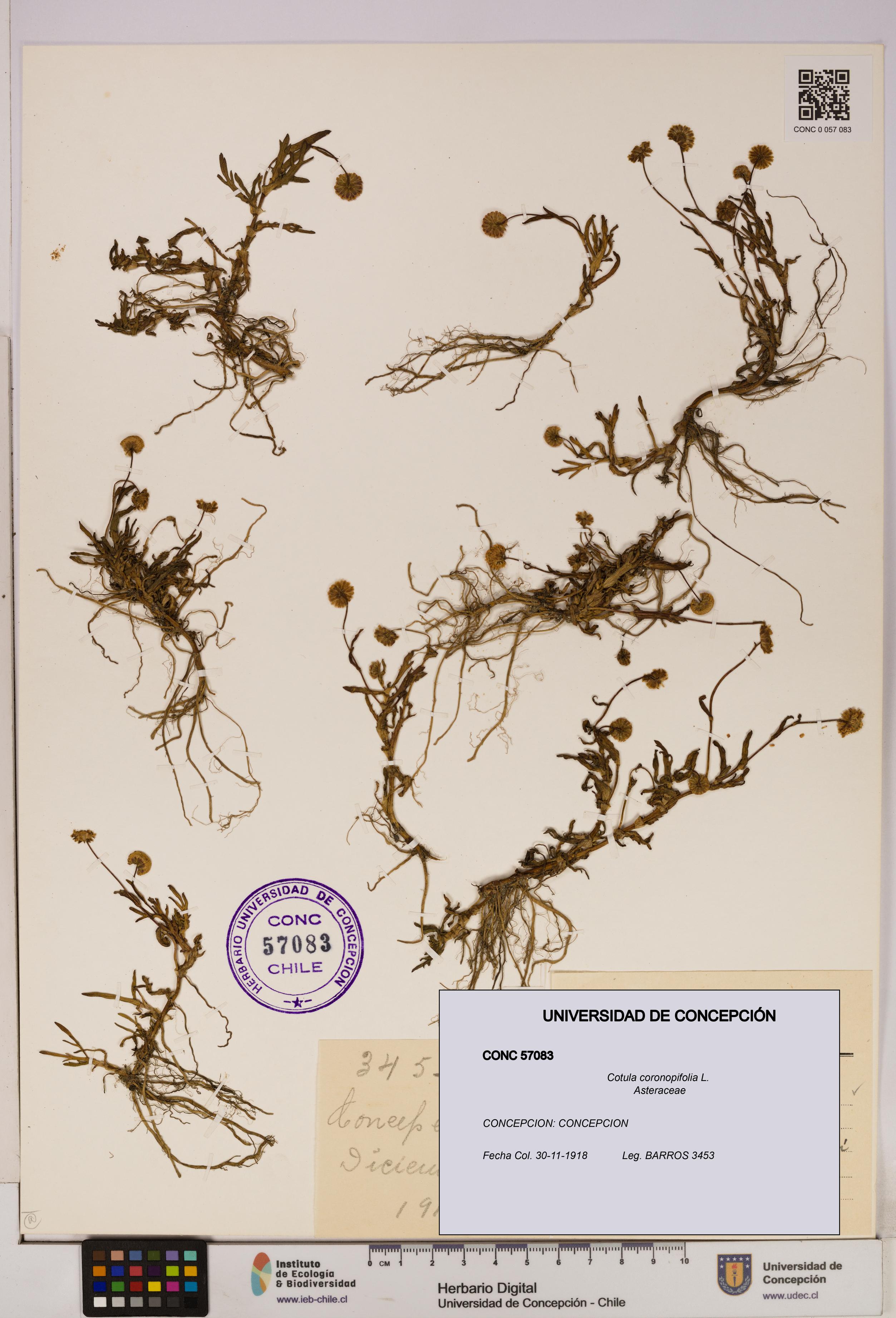 Cotula coronopifolia [Espécimen: UDEC:CONC:0057083]