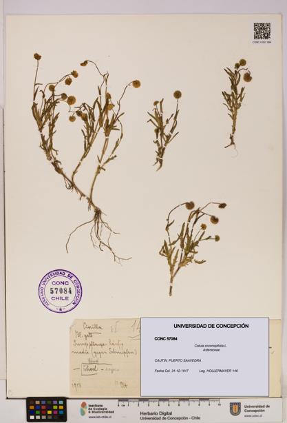 Cotula coronopifolia [Espécimen: UDEC:CONC:0057084]