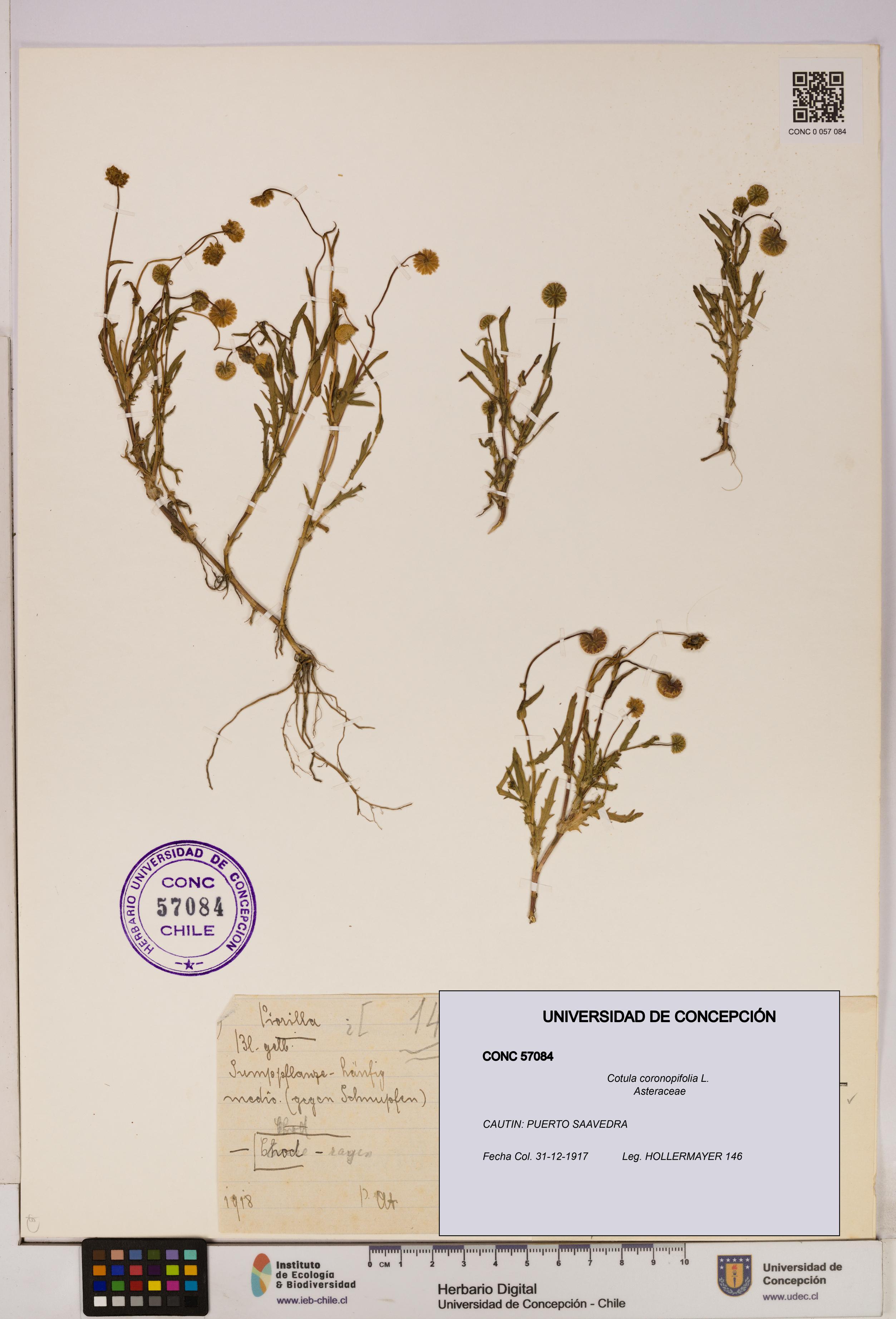Cotula coronopifolia [Espécimen: UDEC:CONC:0057084]