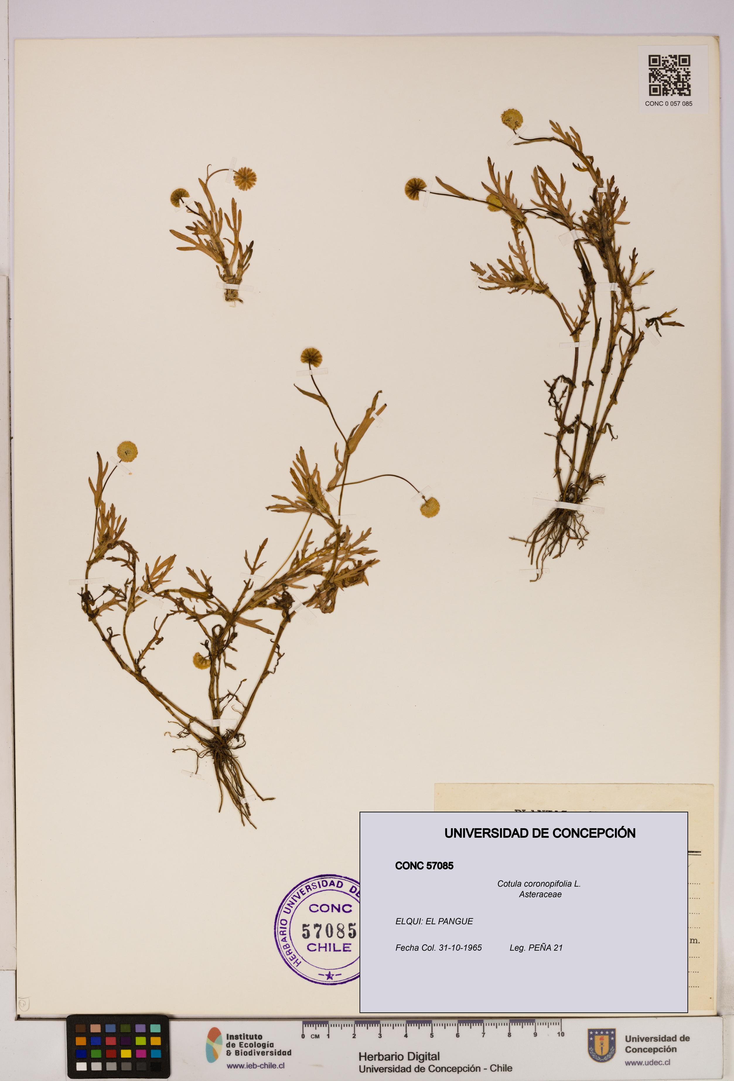 Cotula coronopifolia [Espécimen: UDEC:CONC:0057085]