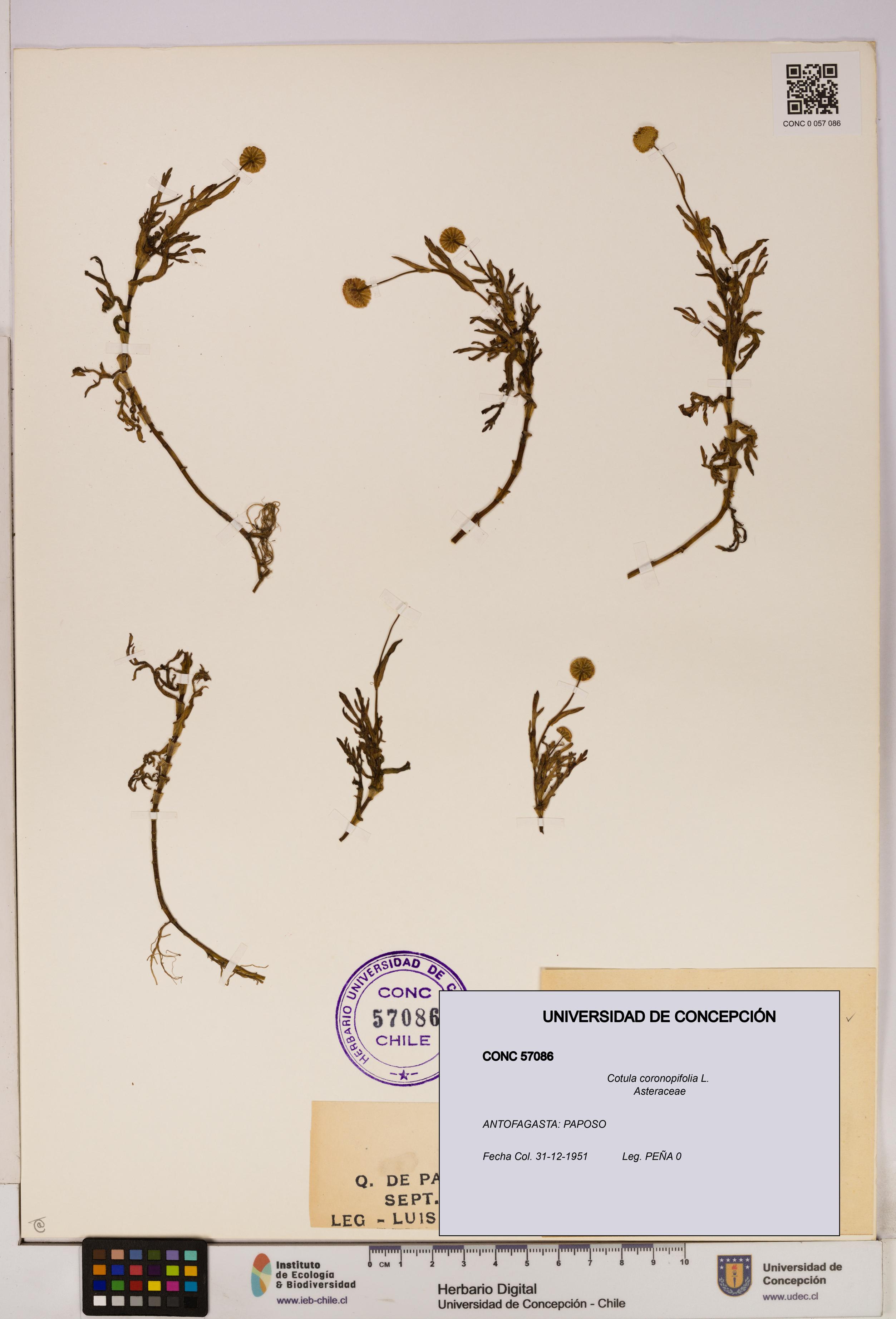 Cotula coronopifolia [Espécimen: UDEC:CONC:0057086]