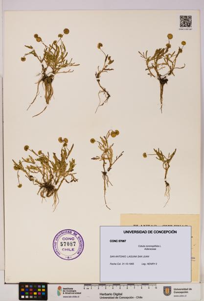 Cotula coronopifolia [Espécimen: UDEC:CONC:0057087]