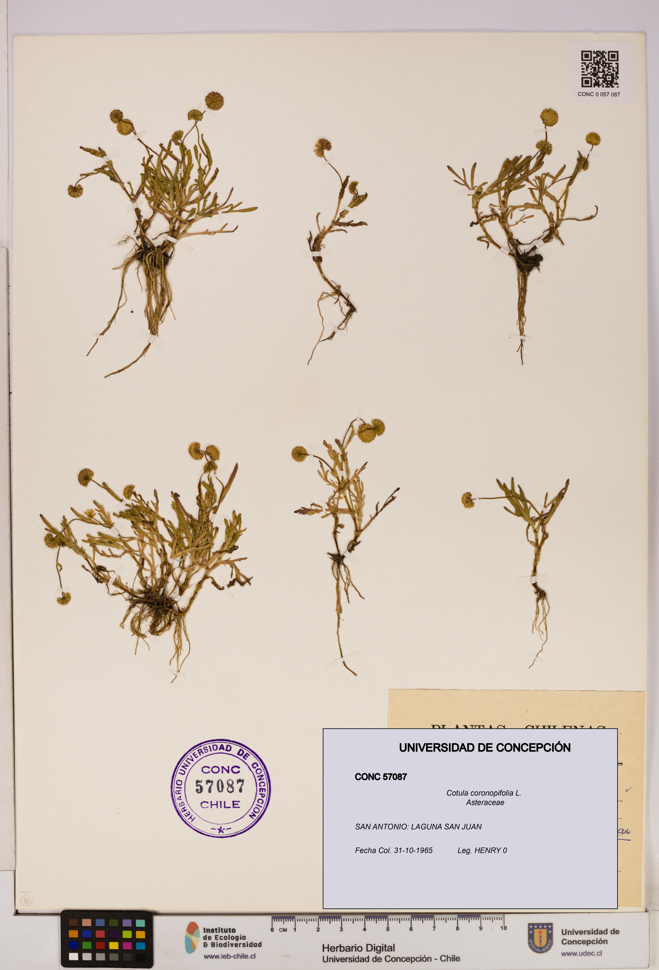 Cotula coronopifolia [Espécimen: UDEC:CONC:0057087]