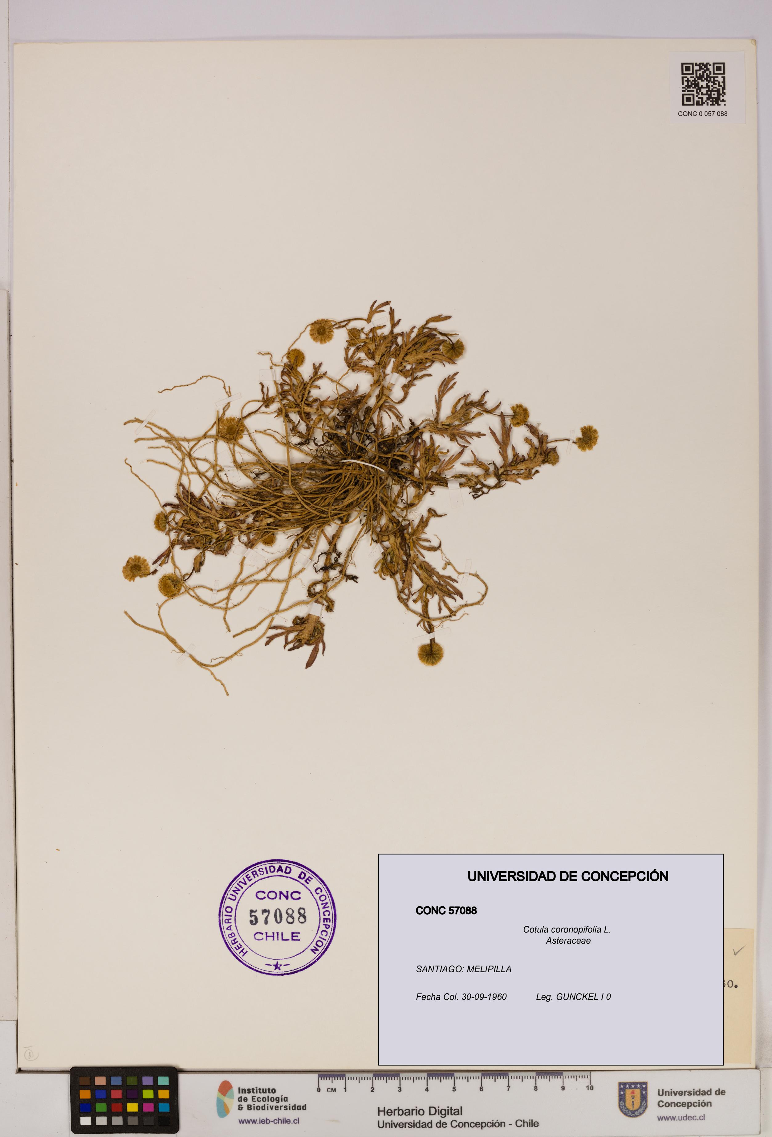 Cotula coronopifolia [Espécimen: UDEC:CONC:0057088]
