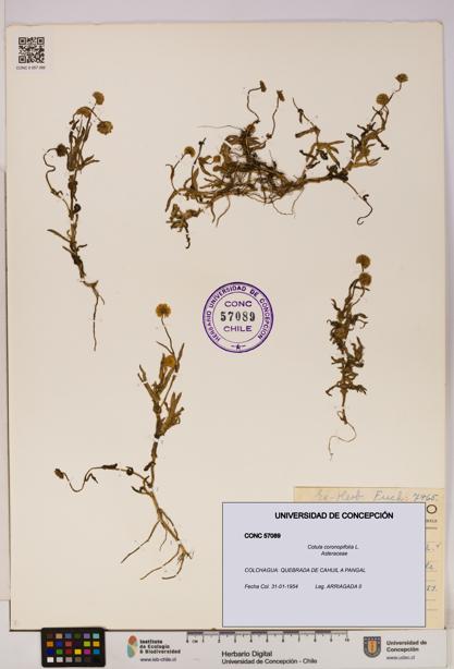 Cotula coronopifolia [Espécimen: UDEC:CONC:0057089]