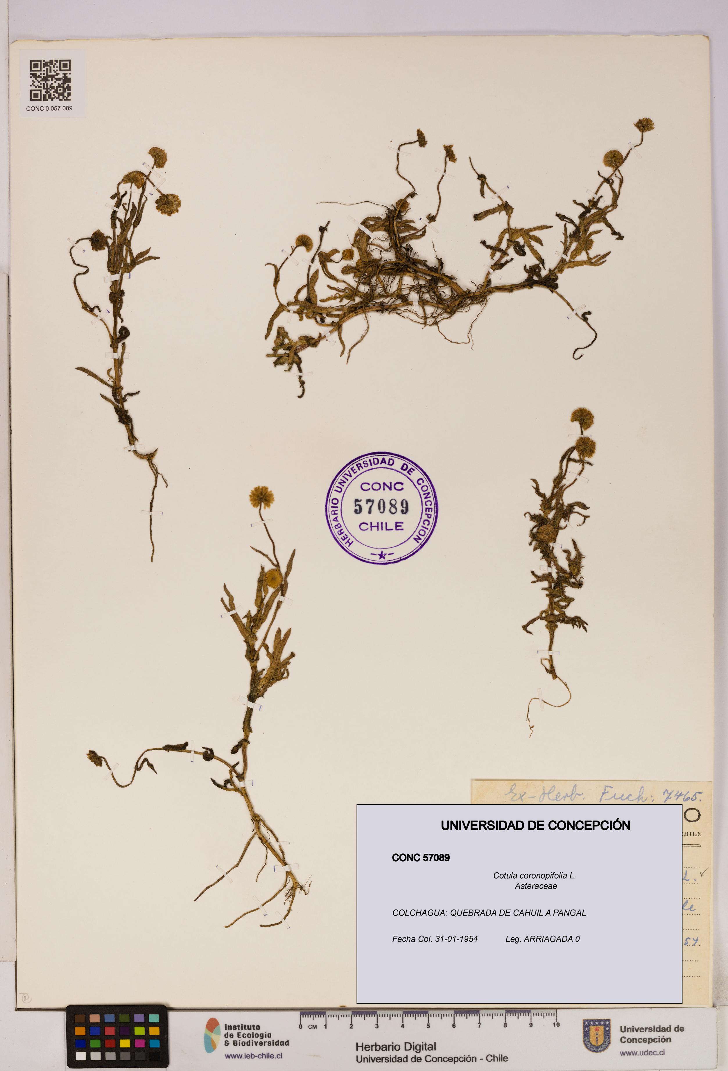 Cotula coronopifolia [Espécimen: UDEC:CONC:0057089]