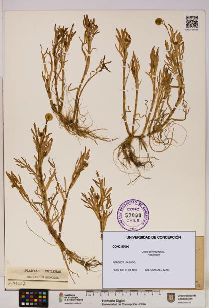 Cotula coronopifolia [Espécimen: UDEC:CONC:0057090]