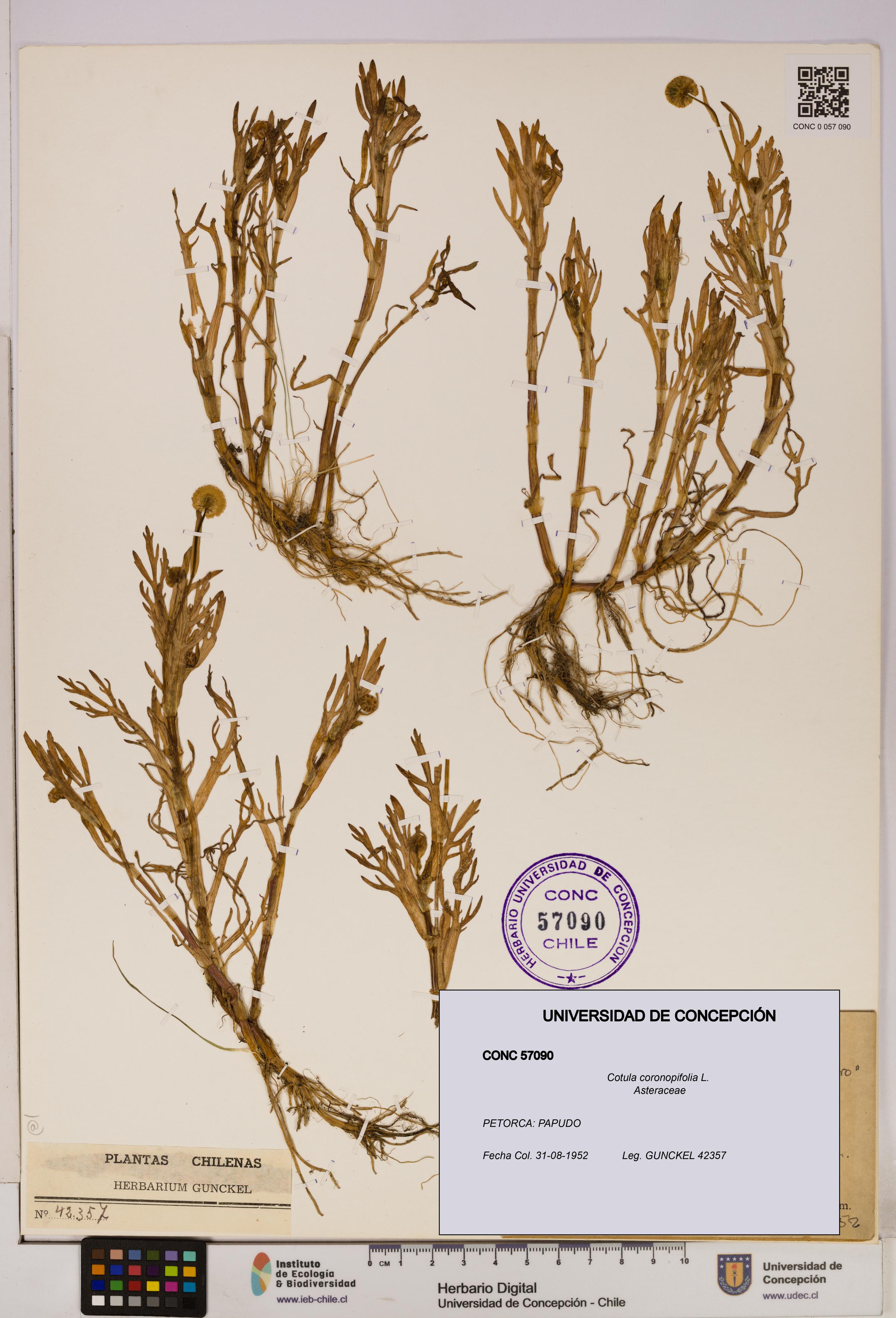 Cotula coronopifolia [Espécimen: UDEC:CONC:0057090]
