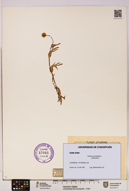 Cotula coronopifolia [Espécimen: UDEC:CONC:0057091]