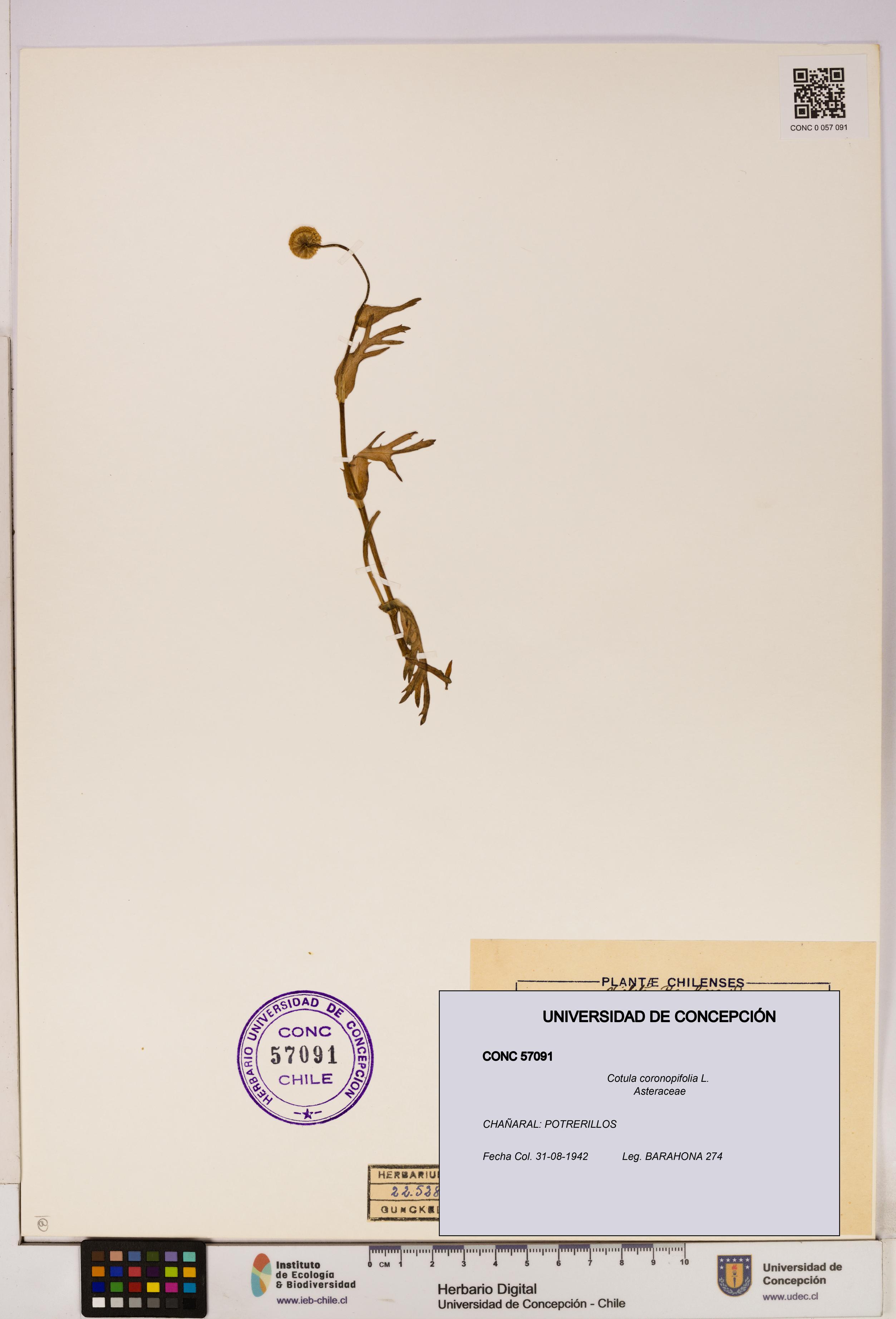 Cotula coronopifolia [Espécimen: UDEC:CONC:0057091]