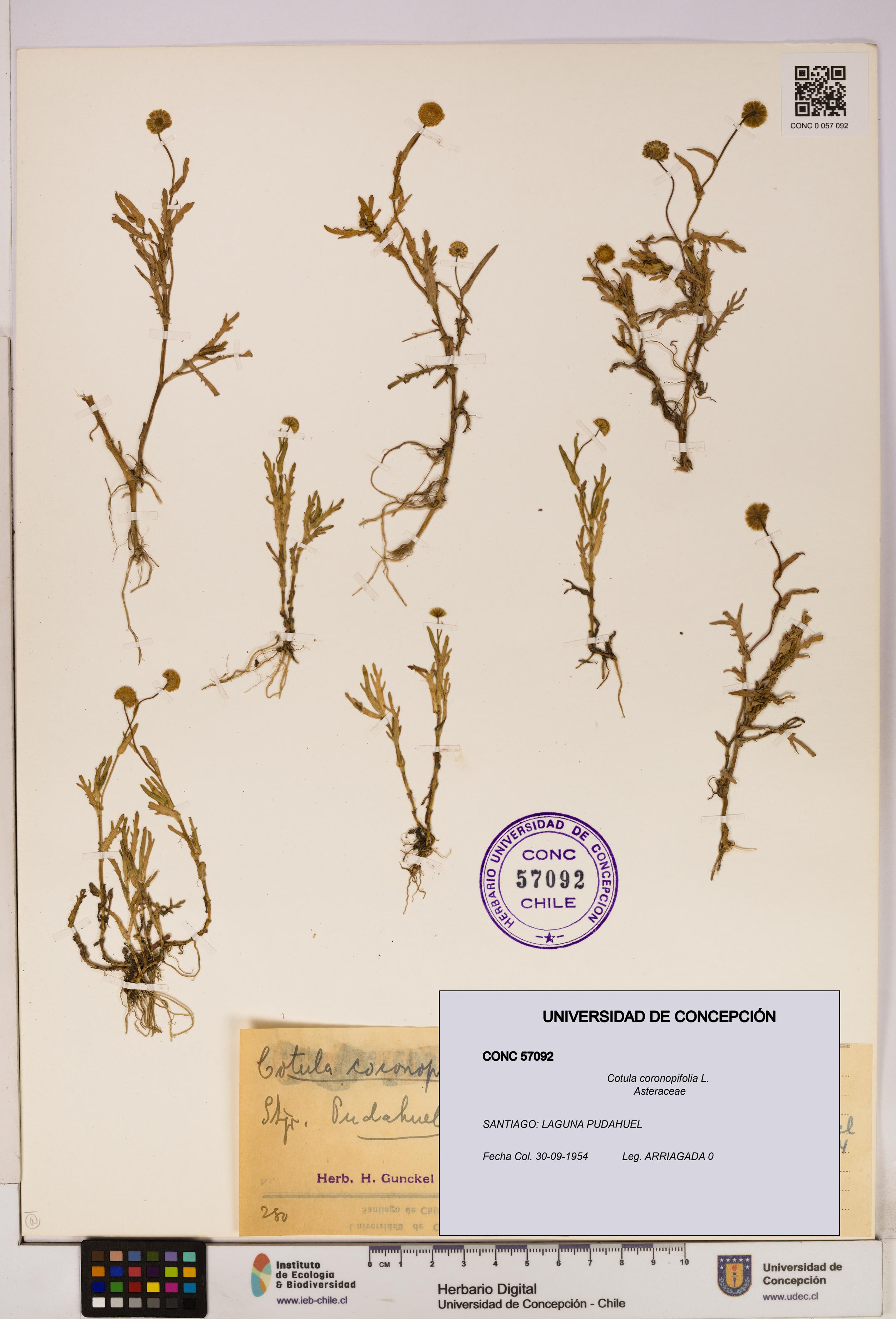 Cotula coronopifolia [Espécimen: UDEC:CONC:0057092]