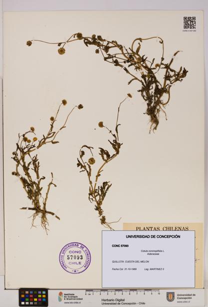 Cotula coronopifolia [Espécimen: UDEC:CONC:0057093]