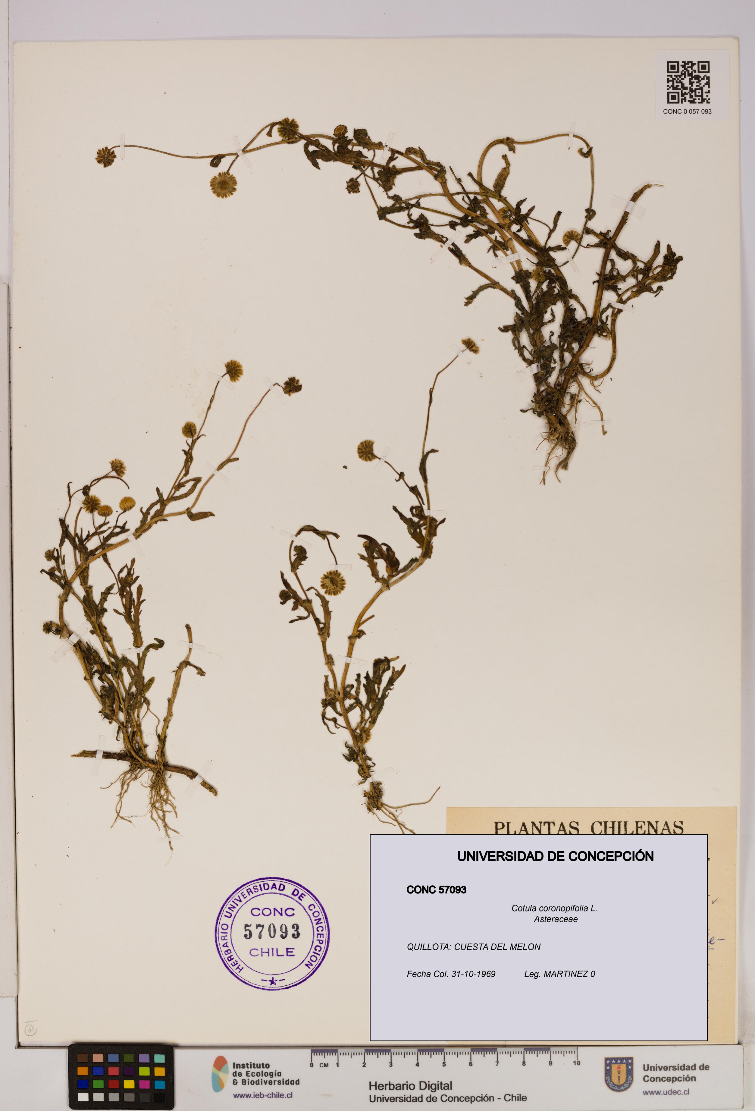 Cotula coronopifolia [Espécimen: UDEC:CONC:0057093]