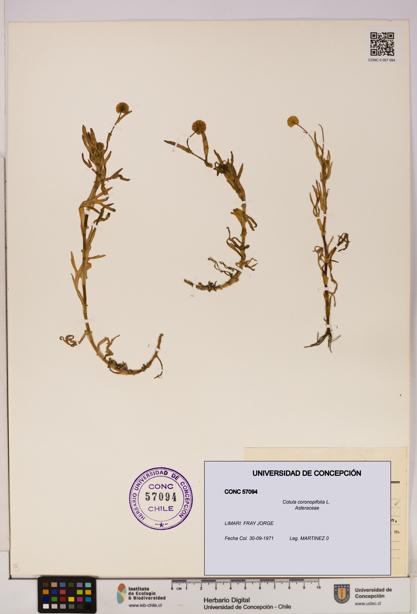 Cotula coronopifolia [Espécimen: UDEC:CONC:0057094]
