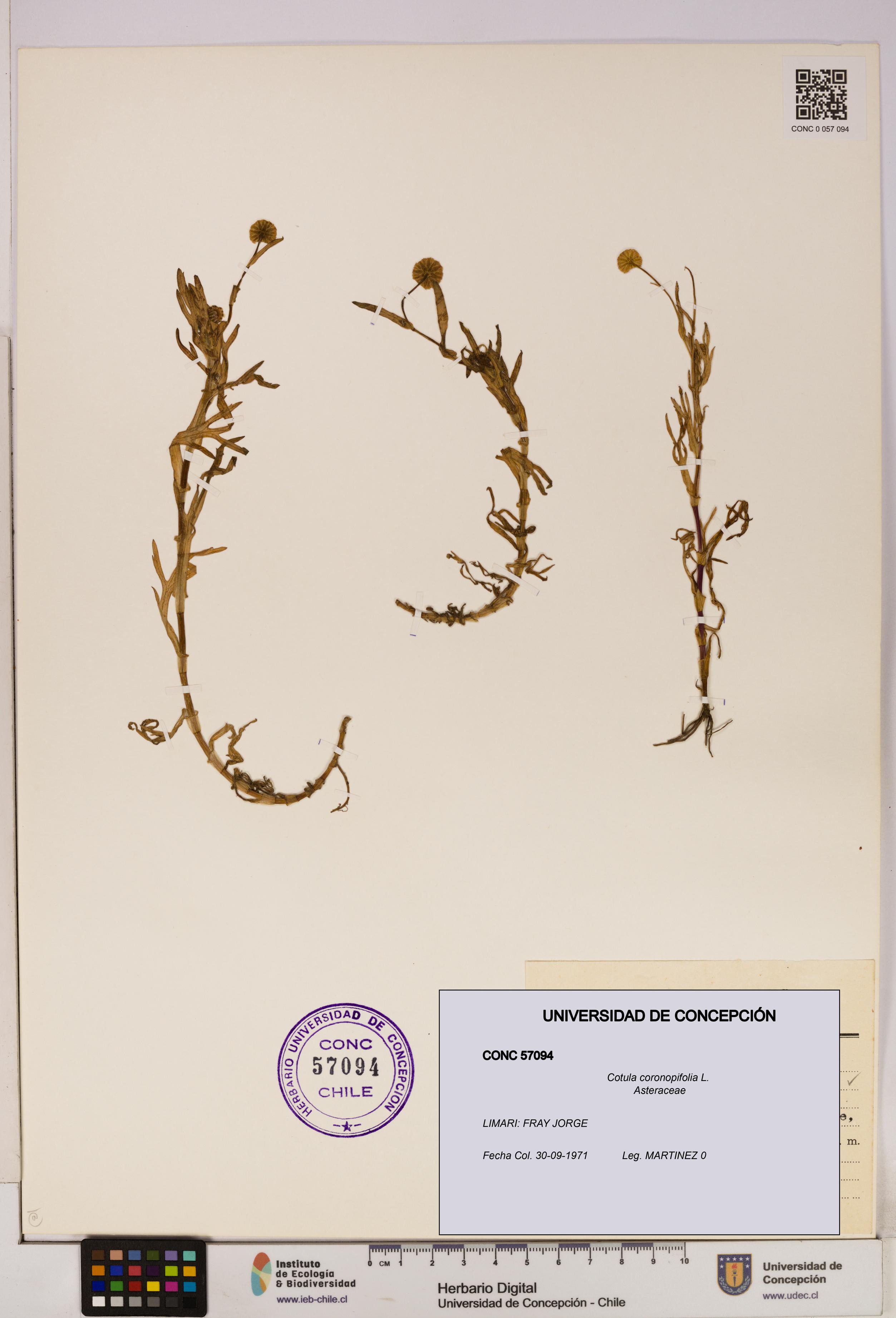 Cotula coronopifolia [Espécimen: UDEC:CONC:0057094]