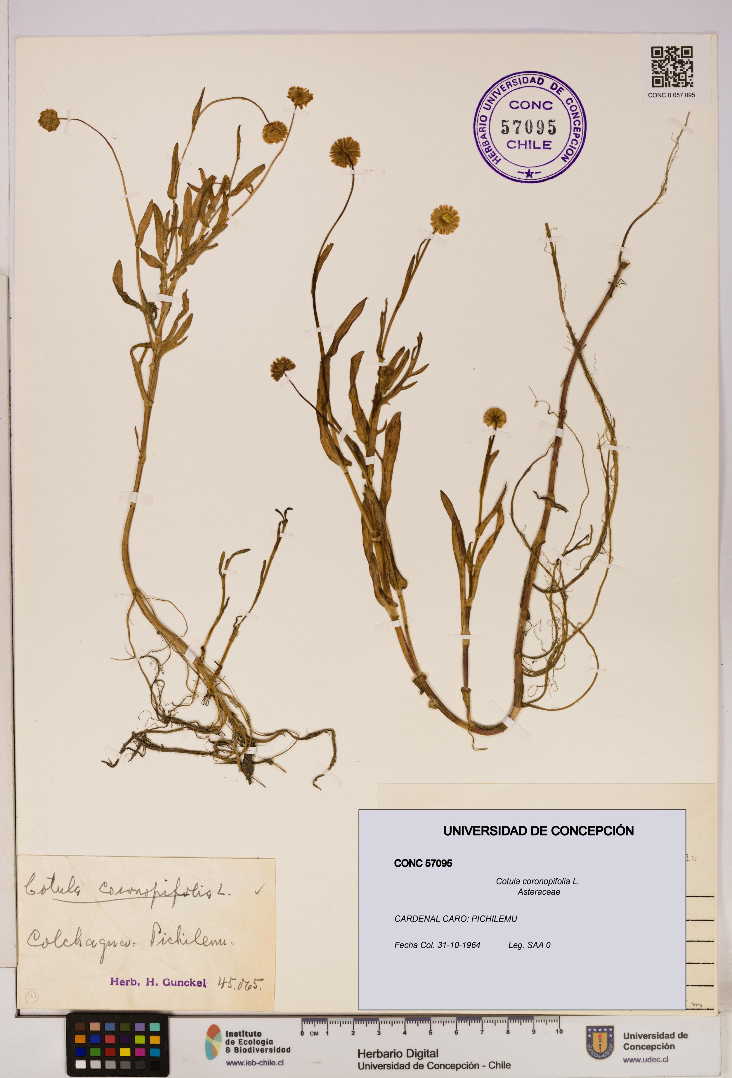 Cotula coronopifolia [Espécimen: UDEC:CONC:0057095]