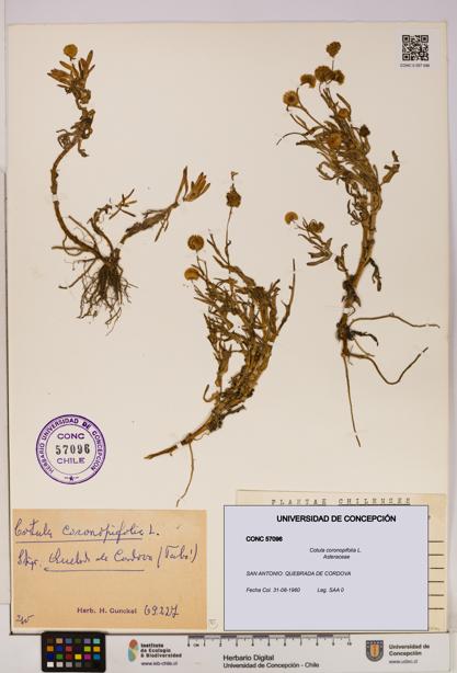 Cotula coronopifolia [Espécimen: UDEC:CONC:0057096]