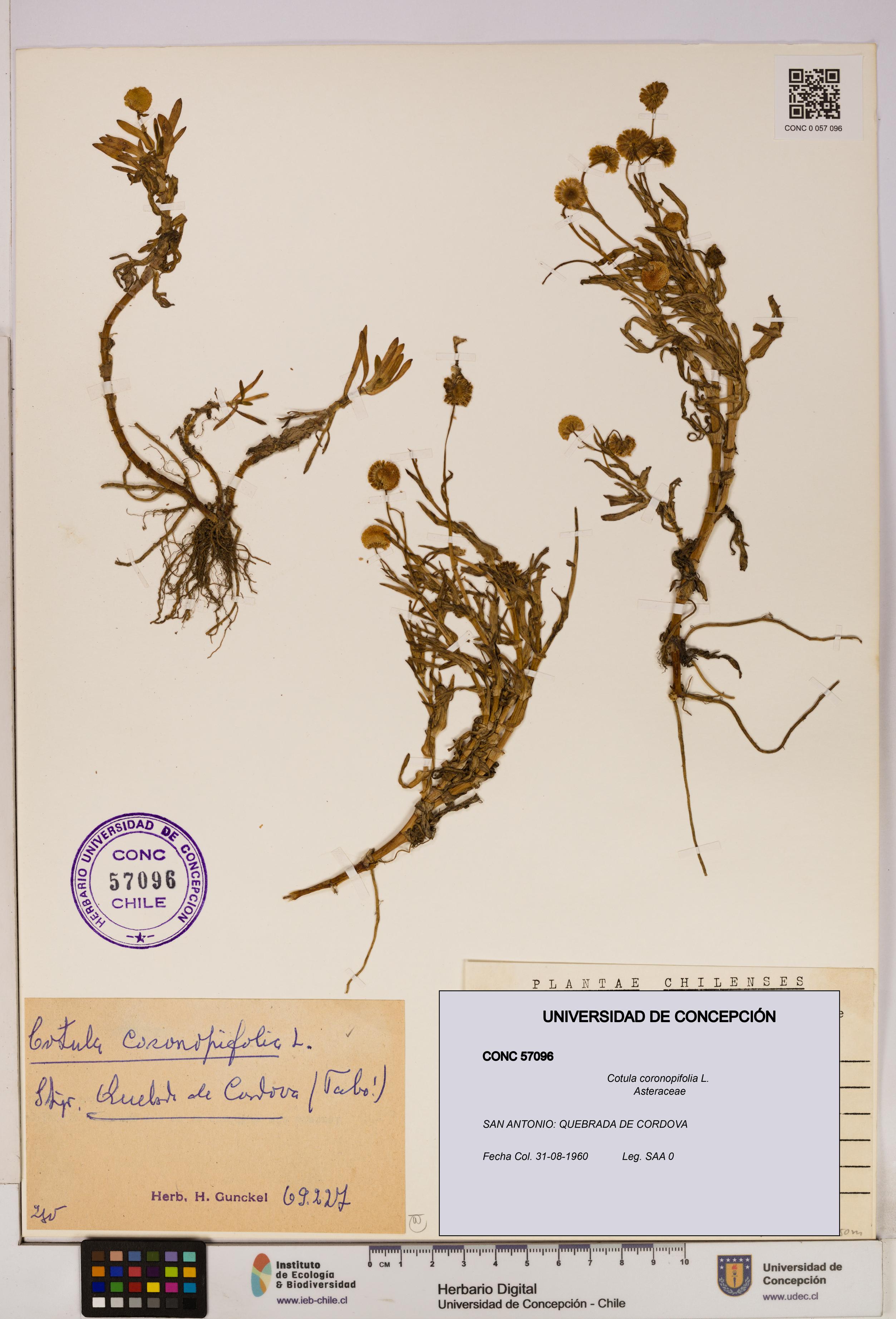 Cotula coronopifolia [Espécimen: UDEC:CONC:0057096]