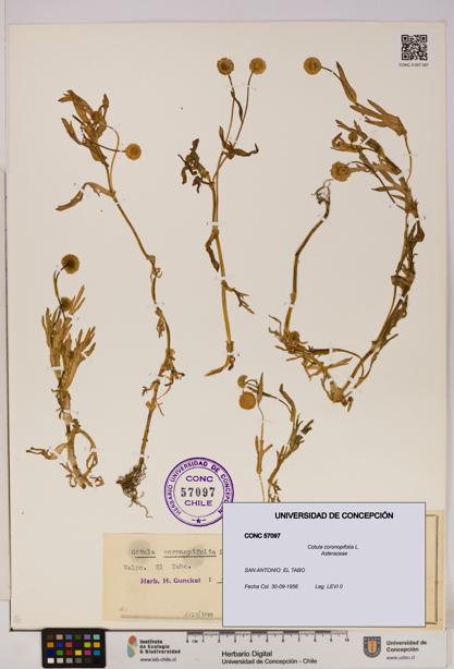 Cotula coronopifolia [Espécimen: UDEC:CONC:0057097]