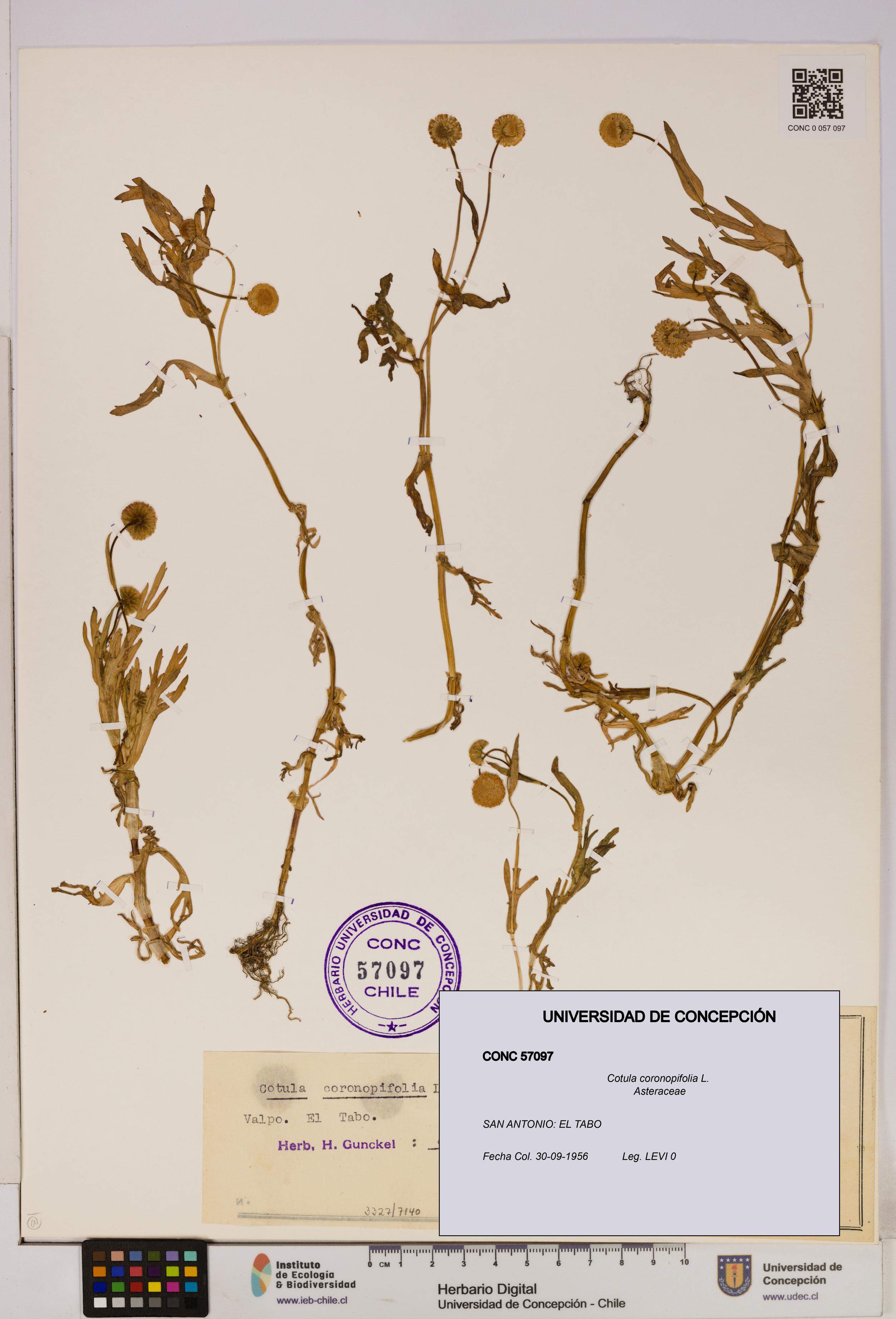Cotula coronopifolia [Espécimen: UDEC:CONC:0057097]