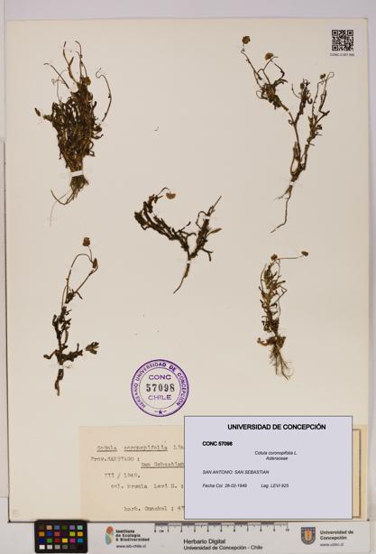 Cotula coronopifolia [Espécimen: UDEC:CONC:0057098]